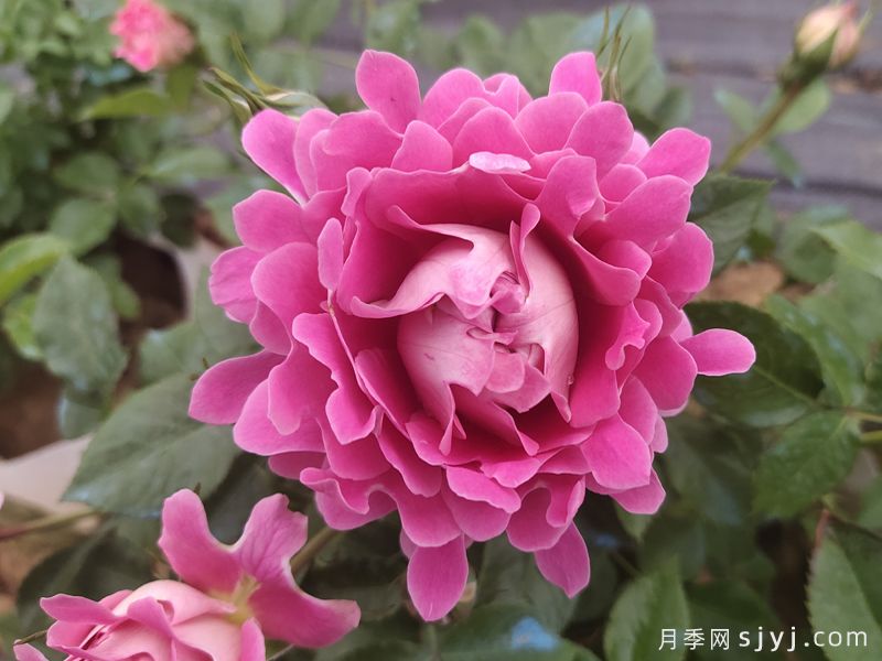 梦幻褶边月季/梦幻波浪Fancy Ruffle(图3)