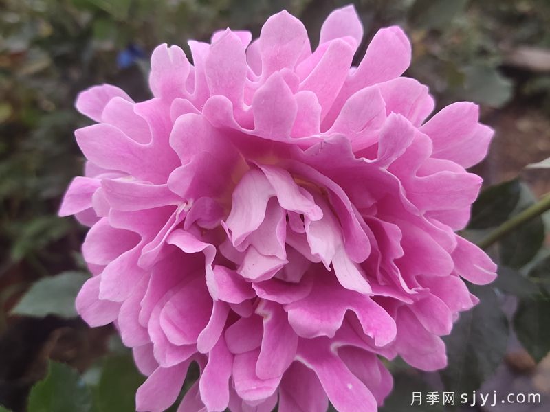 梦幻褶边月季/梦幻波浪Fancy Ruffle(图2)