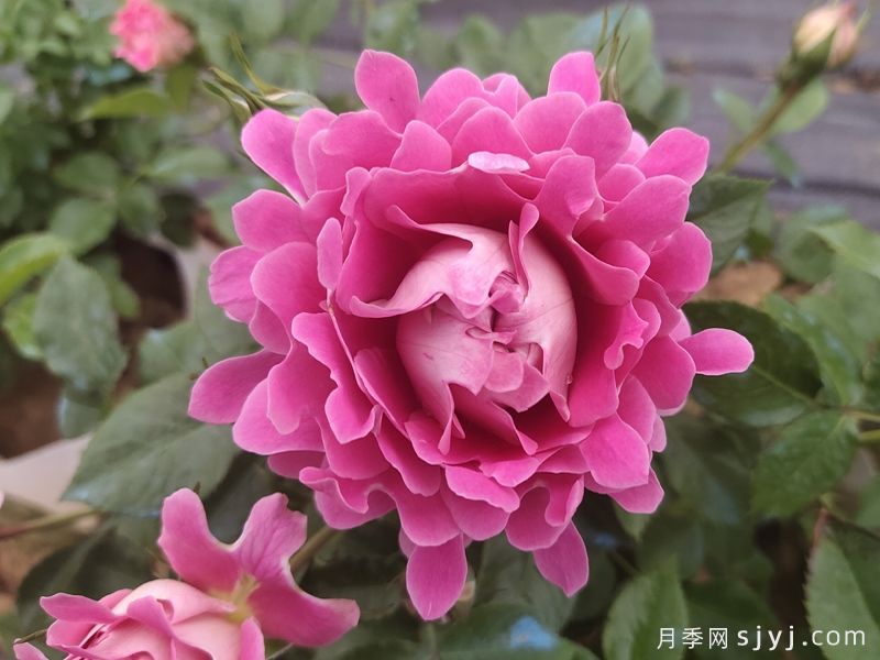 梦幻褶边月季，花型独特美丽，阳台精品盆花(图1)