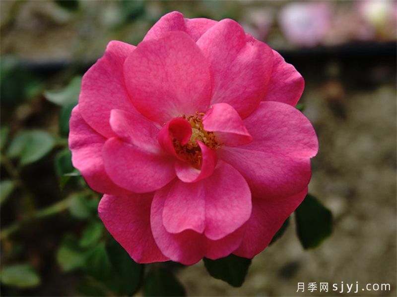 米拉托月季Mirato(图2)
