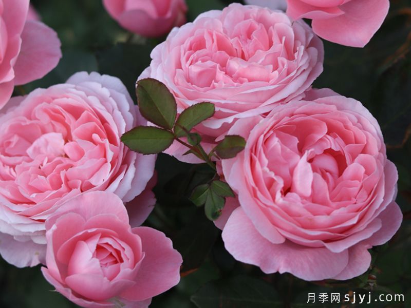 蜜语月季(图2)
