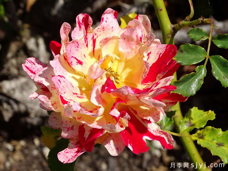 尼梅特月季Nimet(图2)