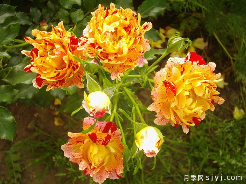 尼梅特月季Nimet(图3)