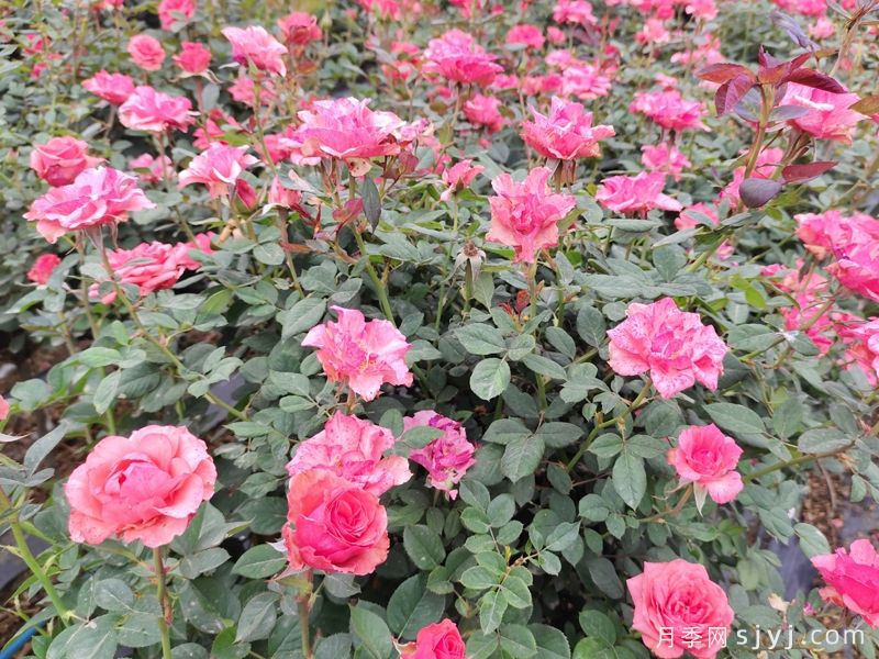 摩羯座月季Rose Capricornus Champagne(图1)