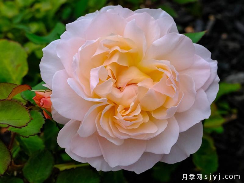 抹大拉的玛丽亚月季/玛丽亚玛达琳Mary Magdalene(图1)