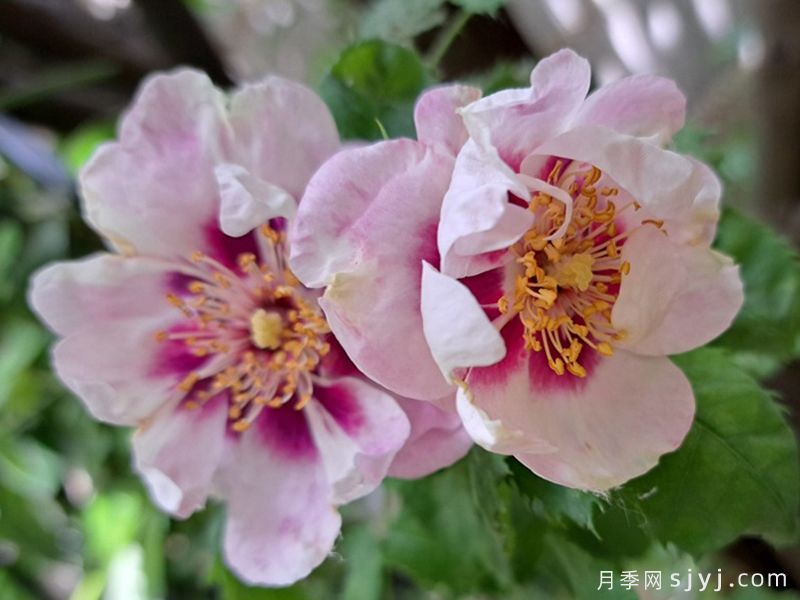你的眼睛月季/万众瞩目/蓝眼睛Eyes for You(图3)