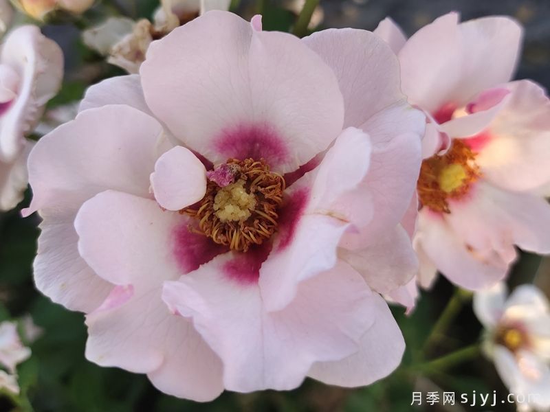 你的眼睛月季/万众瞩目/蓝眼睛Eyes for You(图4)