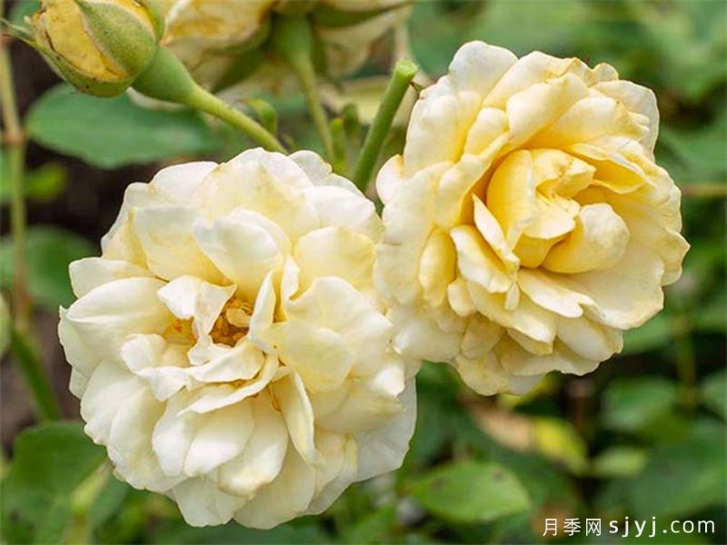 奶油漂流月季/黄油漂流Buttercream Drift(图3)
