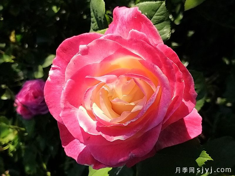 热带香水月季/热带香氛Parfum Tropical(图2)