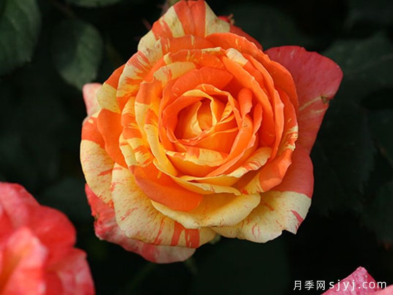 热带雨林月季(图1)