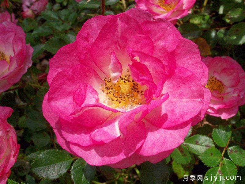 日出日落月季Sunrise Sunset(图1) 日出日落月季Sunrise Sunset(图1)