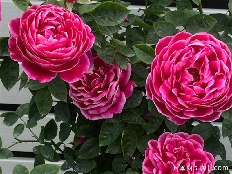 日本玛丽月季/玛丽玫瑰月季Marie Rose(图1) 日本玛丽月季/玛丽玫瑰月季Marie Rose(图1)