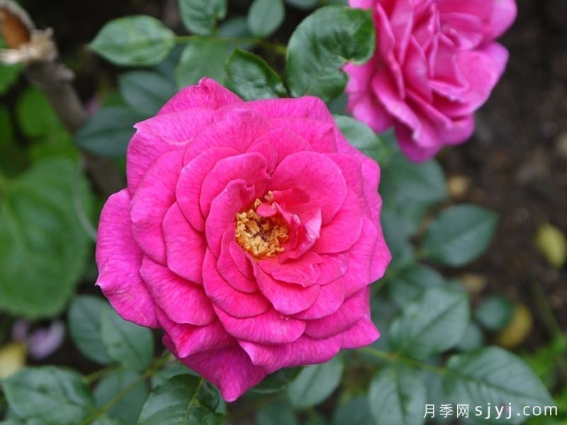 荣光女王月季/格洛丽安娜月季Gloriana(图1)