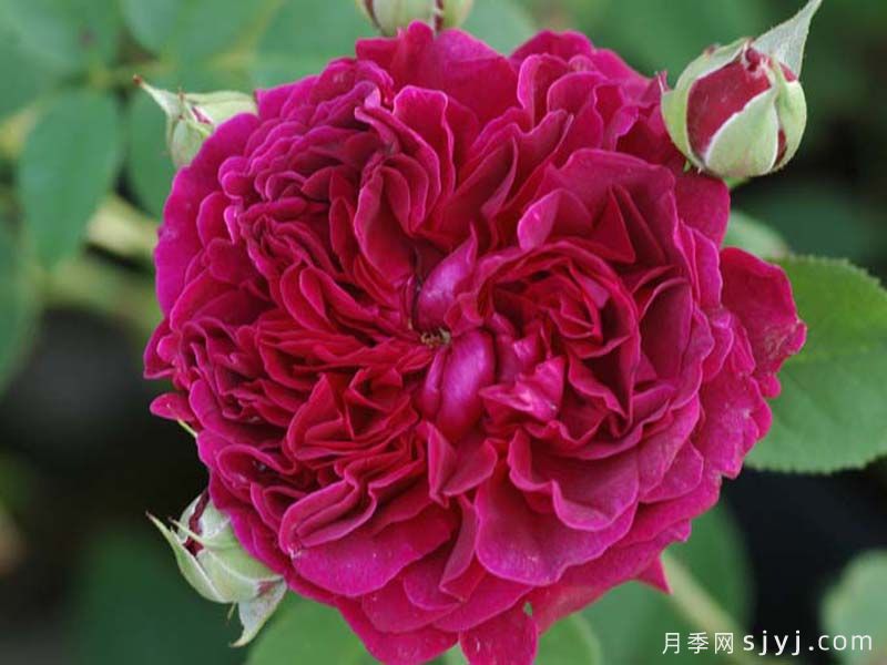 威廉莎士比亚2000月季William Shakespeare 2000(图1)