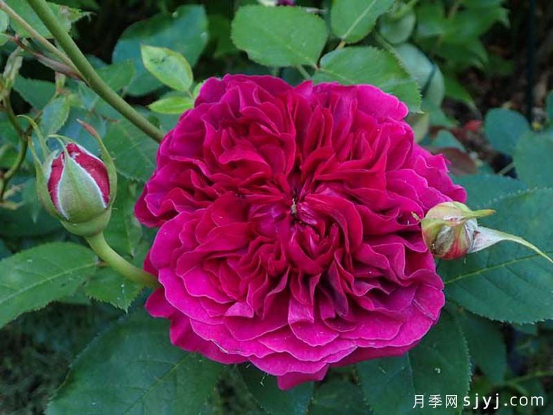 威廉莎士比亚2000月季William Shakespeare 2000(图2)