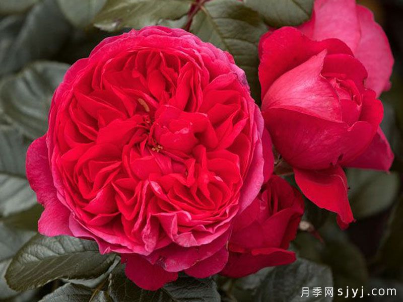 深爱月季Deep Love(图1)