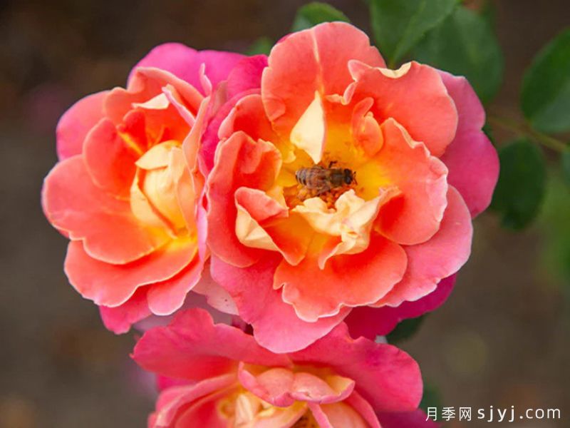 水果花瓣月季/果汁佳人Fruity Petals(图1)