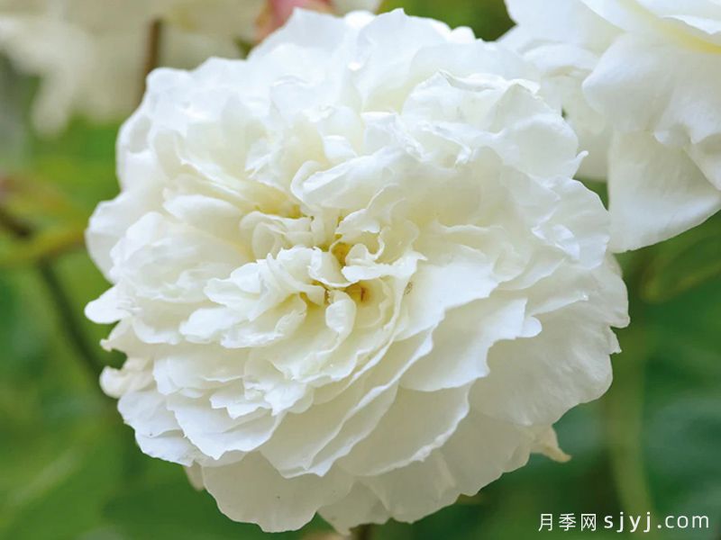 苏珊威廉姆斯埃利斯月季Susan Williams-Ellis(图1)