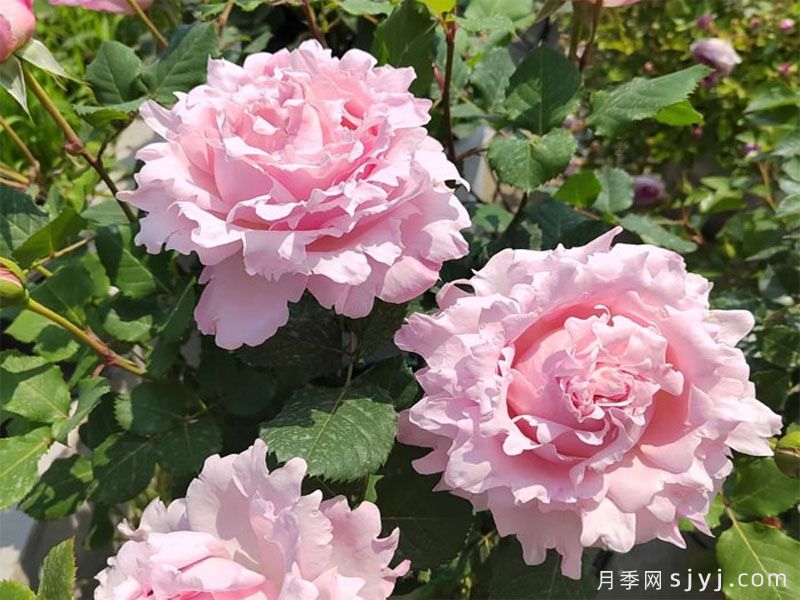 索菲罗莎月季/苏菲罗莎Sophie Rochas(图2)