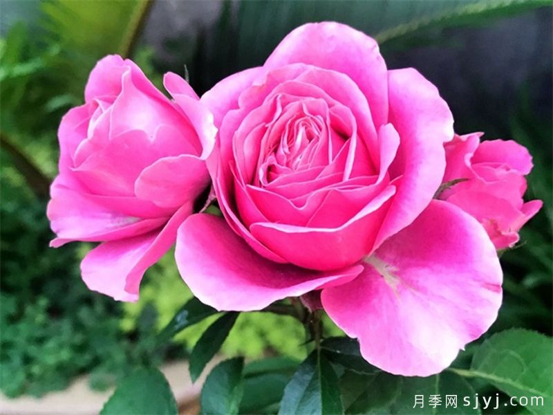 天蝎座月季Rose Terrazza Scorpio(图1)