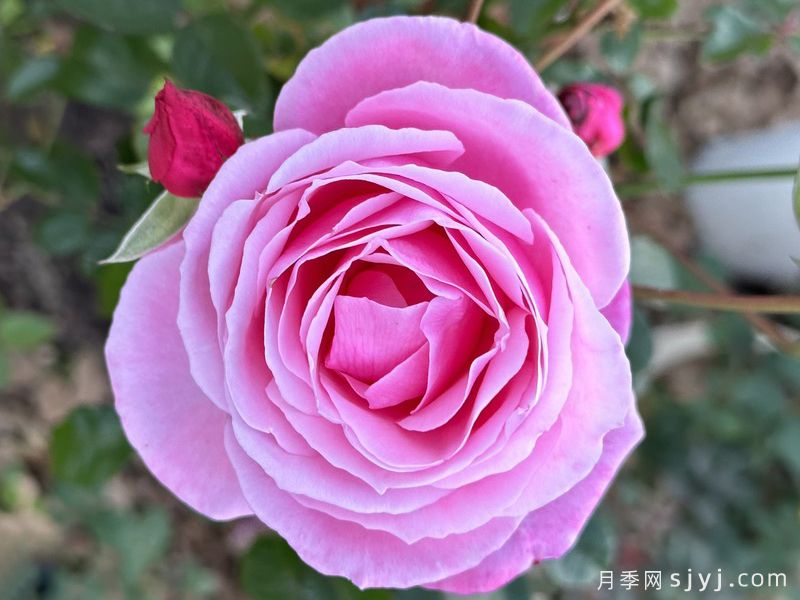威廉麦卡锡月季William McCarthy(图1)