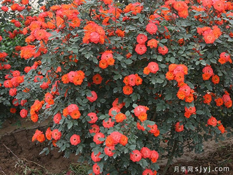 溪水月季(图1)