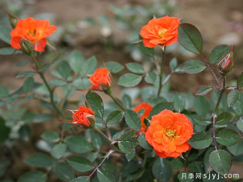 蟋蟀月季(图1)