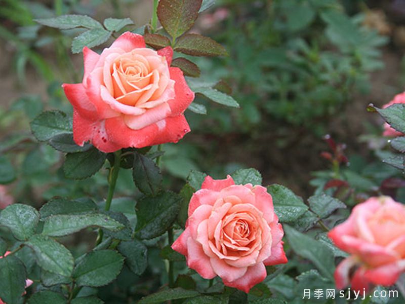新貌月季(图2)