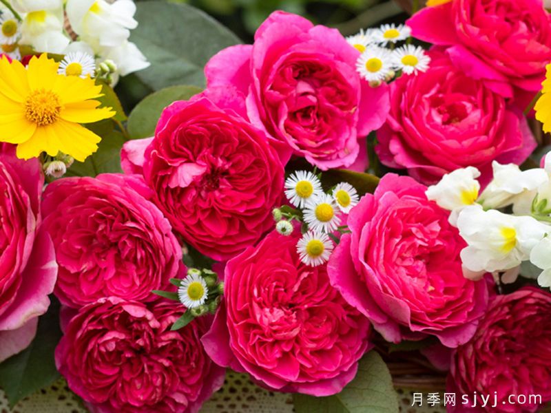 薰兰胭脂月季(图2)
