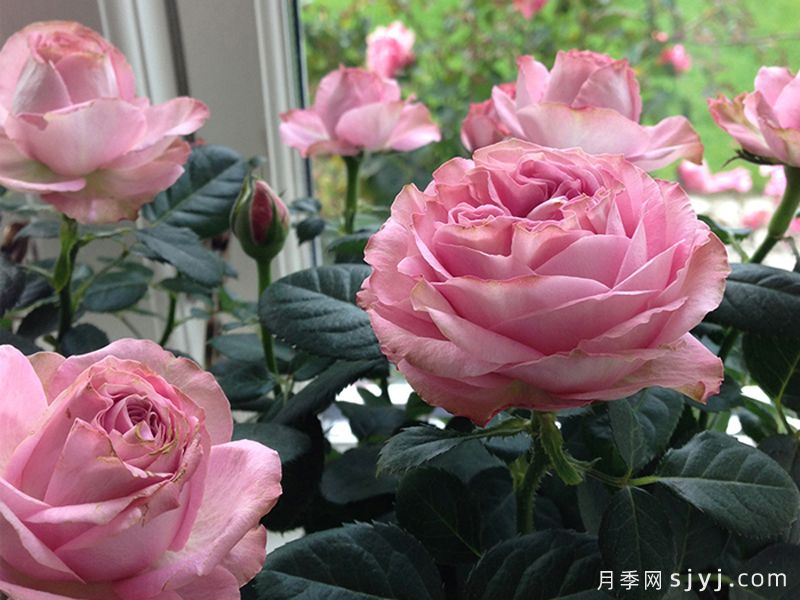 无限粉红月季/粉色无限月季Pink Infinity(图2)