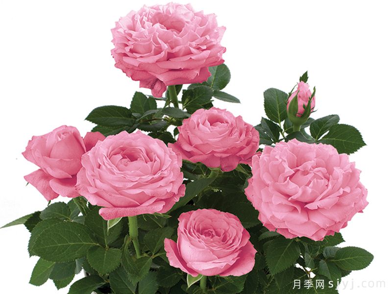 无限粉红月季/粉色无限月季Pink Infinity(图1)