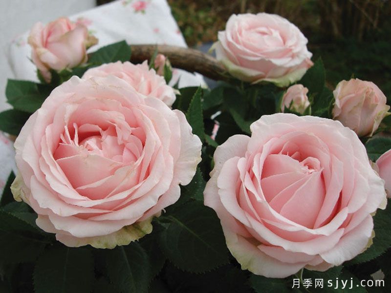 无限公主月季Princess of Infinity(图2)