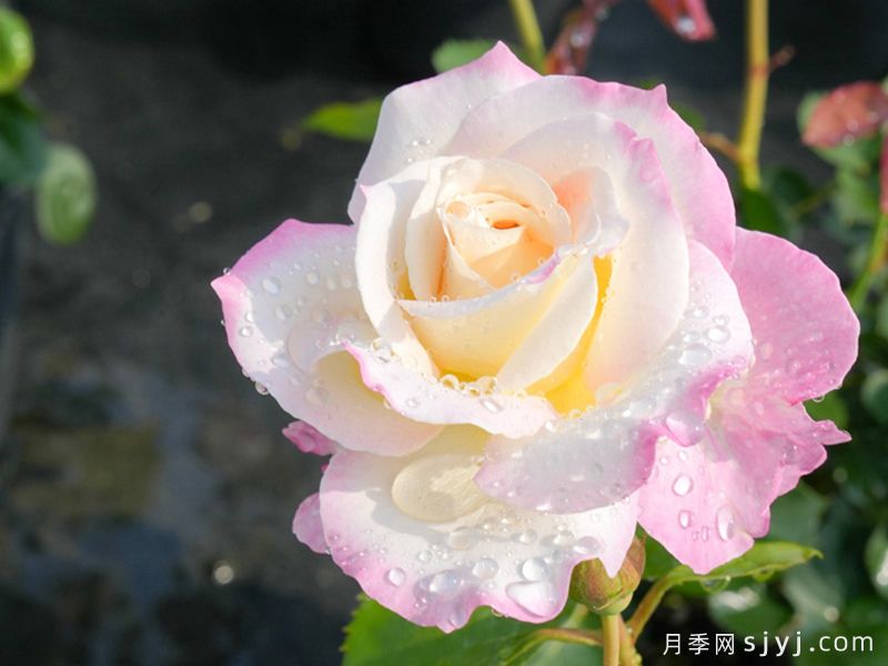 六翼天使炽天使月季/炽天使Seraphim(图3)