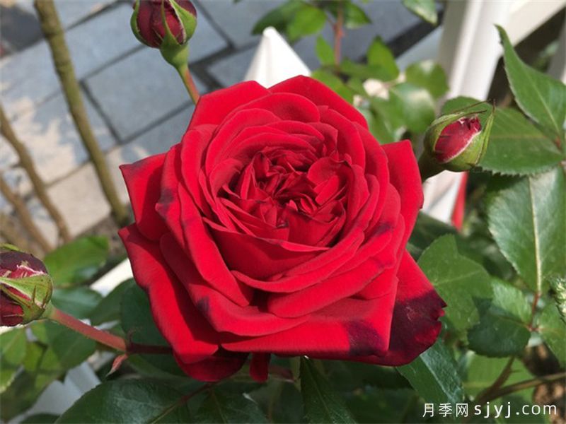 玫瑰国度的天使月季/蒙马特共和国月季Republique de Montmartre(图1)