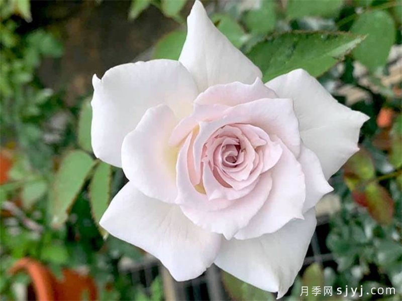 莎菲天使月季Saphiret(图2)