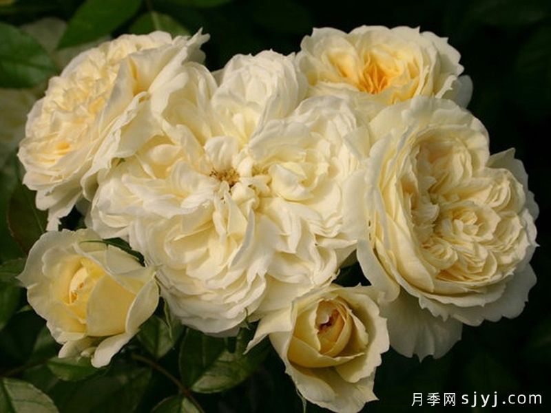 天使花环月季/天使门廊月季Angel Flower Circus(图2)