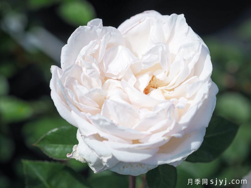 天使湾月季/玛丽安杰拉Mariangela Melato(图2)