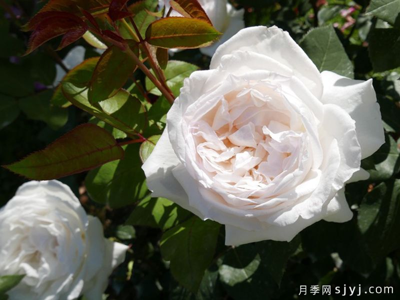 天使湾月季/玛丽安杰拉Mariangela Melato(图3)
