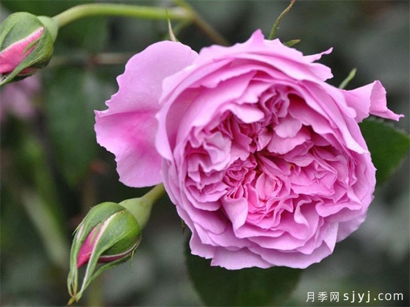 治疗天使拉斐尔月季/拉斐尔Raphael(图4)