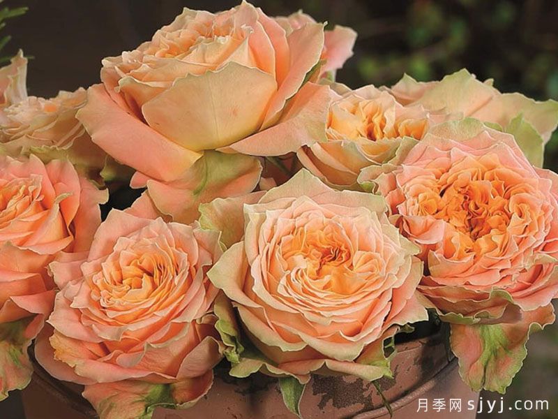 乡村路易斯月季Country Spirit Louise(图3)