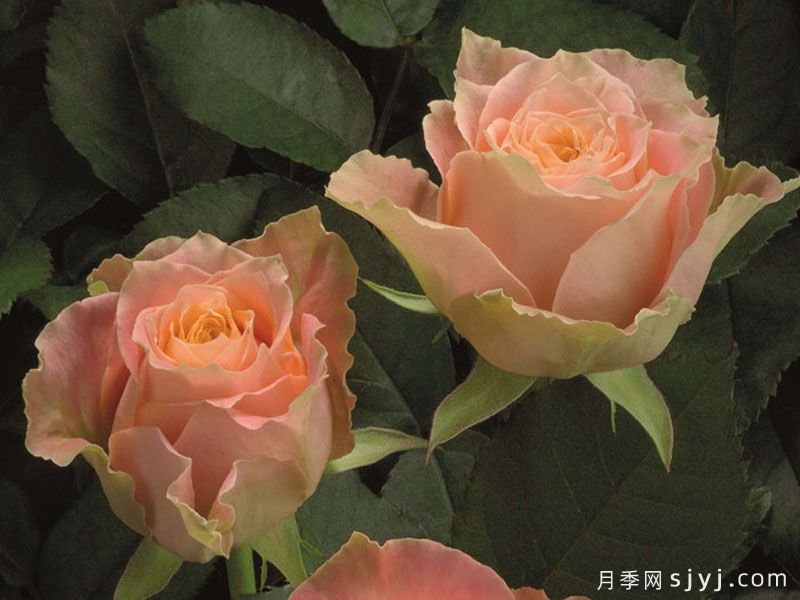 乡村路易斯月季Country Spirit Louise(图4)