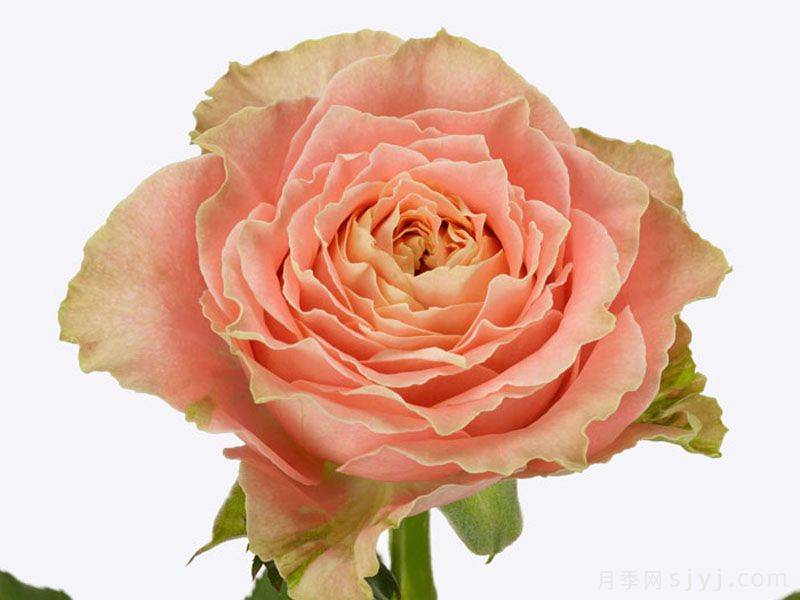 乡村路易斯月季Country Spirit Louise(图1)