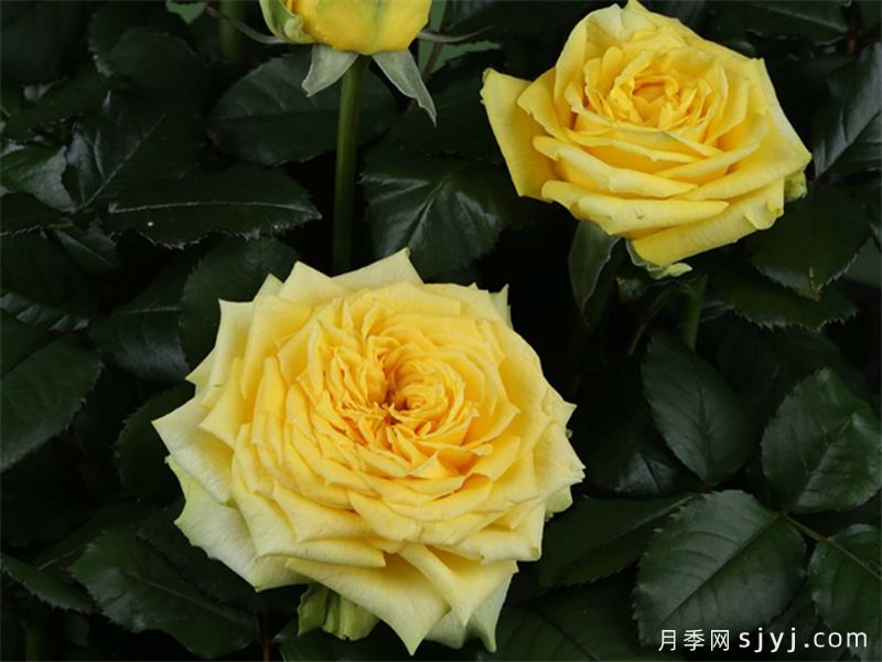 乡村蝴蝶月季Country Spirit Papillon(图2)