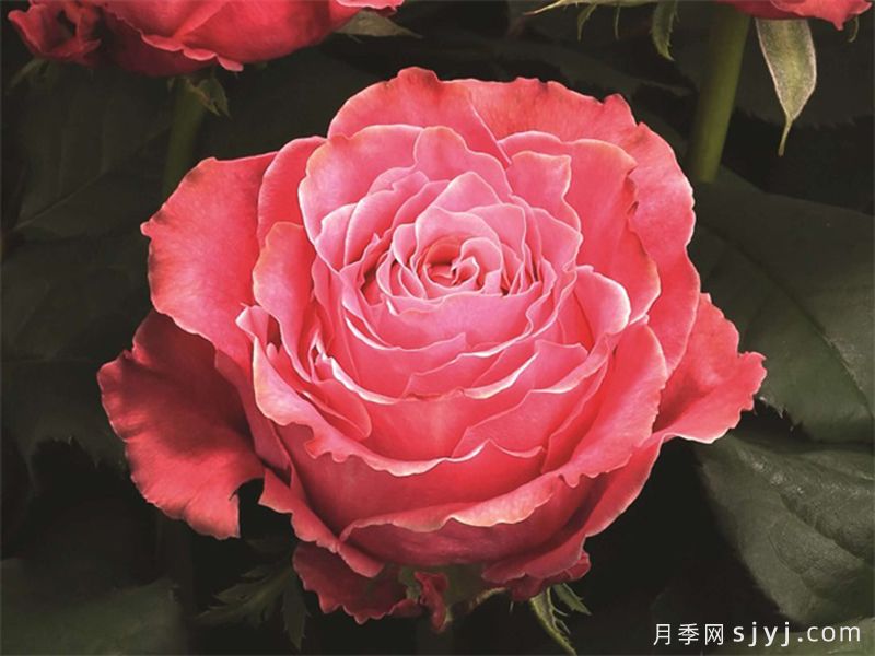 乡村花园月季Country Spirit Garden(图1)