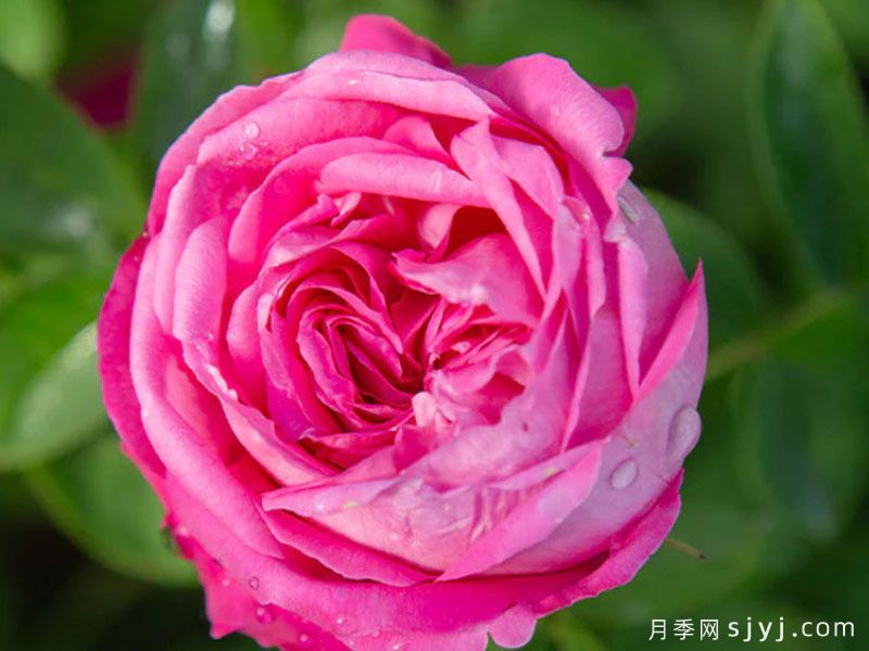 拉菲女王月季/女王长青La Reine(图2)