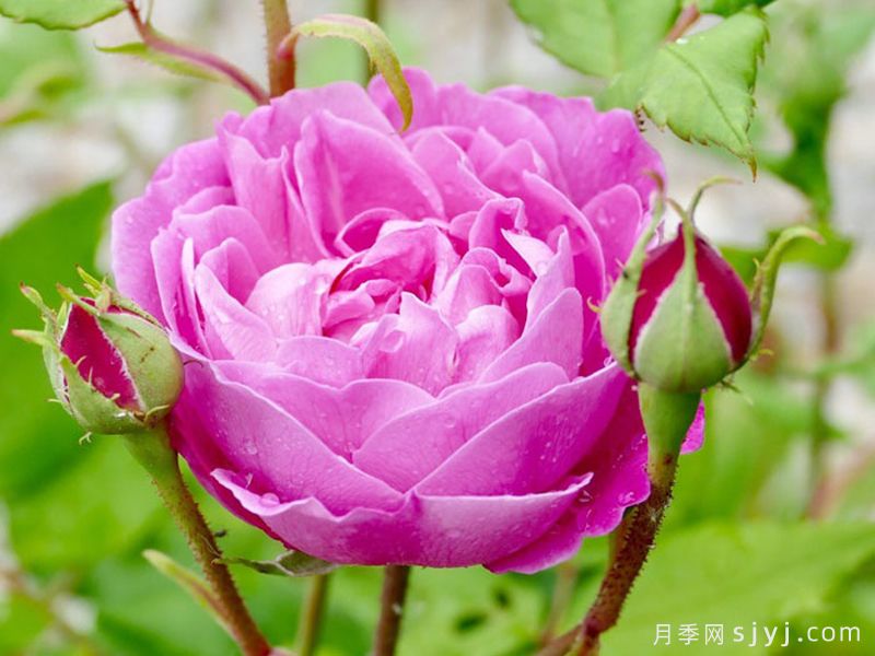 拉菲女王月季/女王长青La Reine(图3)
