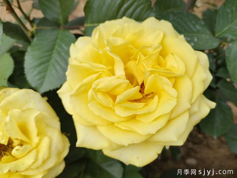 莱茵黄金月季/法尔茨黄金Pfalzer Gold(图2)
