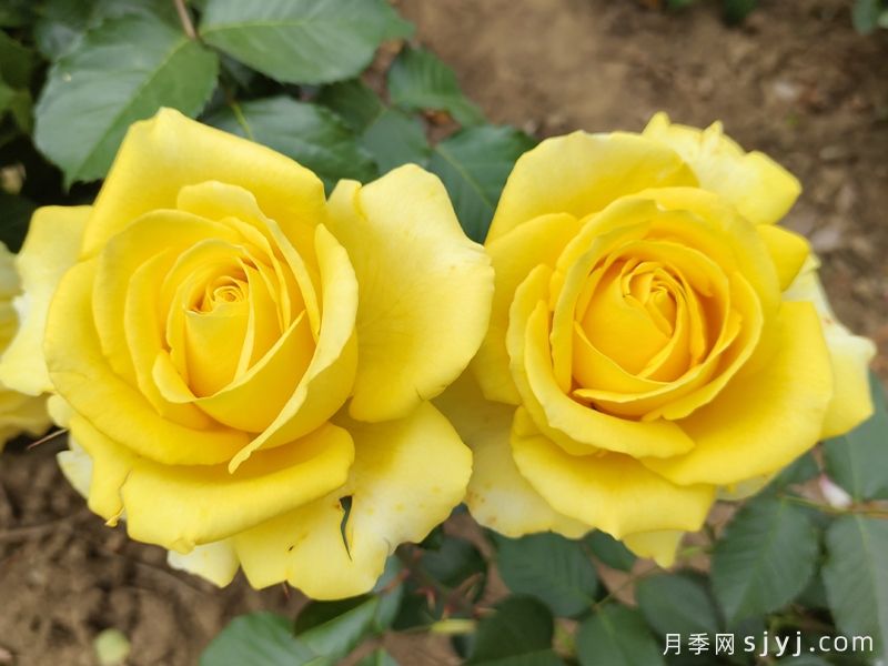 莱茵黄金月季/法尔茨黄金Pfalzer Gold(图3)