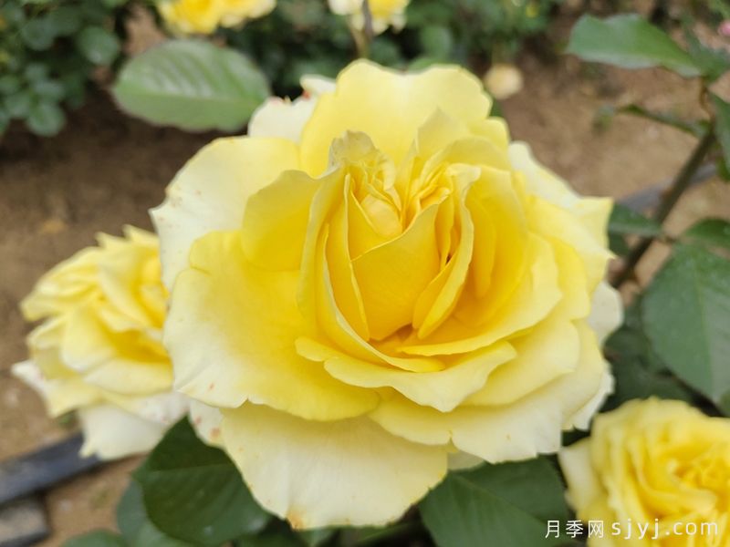 莱茵黄金月季/法尔茨黄金Pfalzer Gold(图4)