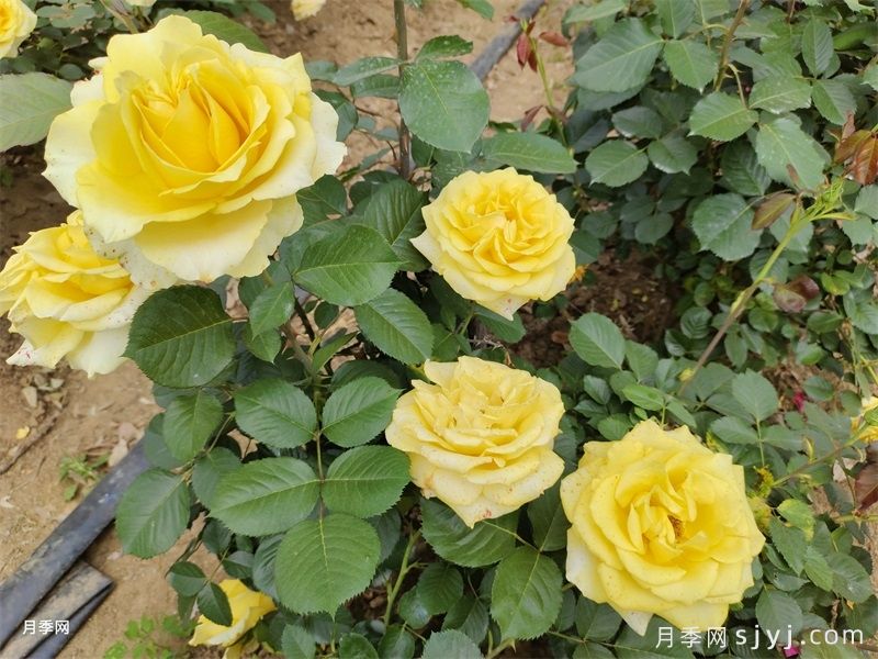 莱茵黄金月季/法尔茨黄金Pfalzer Gold(图5)